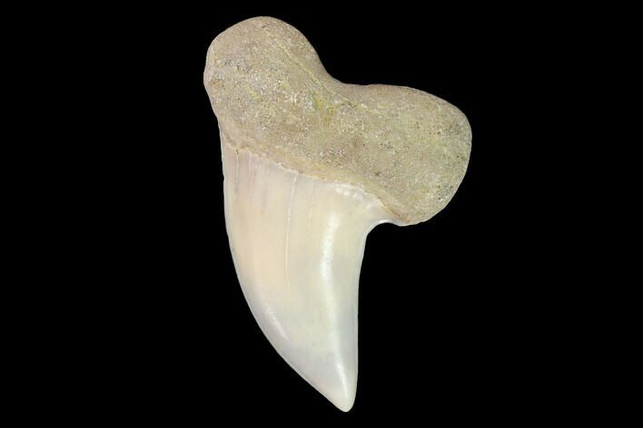 Fossil Shark (Carcharodon planus) Tooth - Sharktooth Hill, CA #94680